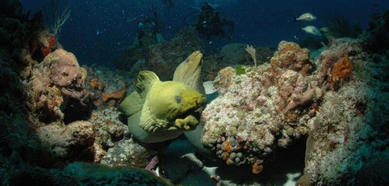 Cancun: Goliat Grouper Dive Adventure - Who Is This Tour Best For?