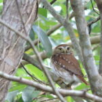 Cancún: Guided Birdwatching Hike - The Practicalities: What’s Included and What to Consider