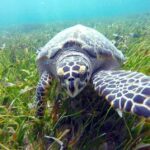 Cancun: Jungle Speedboat & Snorkeling Adventure - Price and Value