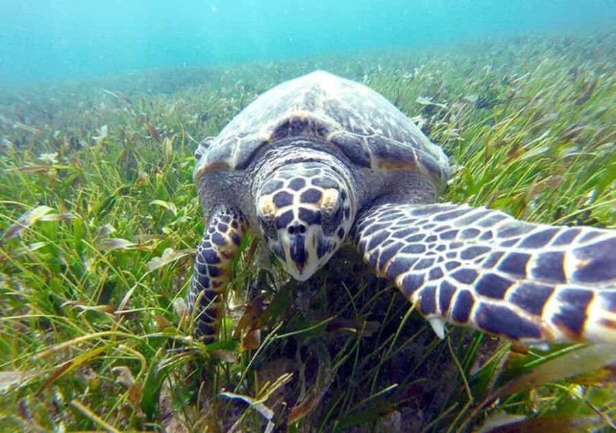 Cancun: Jungle Speedboat & Snorkeling Adventure - Price and Value