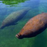 Cancún: Manatee Encounter on Isla Mujeres with Buffet Lunch - The Itinerary in Detail