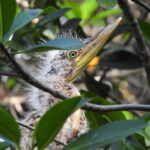 Cancún: Morning or Sunset Kayak Adventure in Nichupte Lagoon - What Makes the Tour Special?