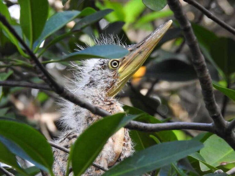 Cancún: Morning or Sunset Kayak Adventure in Nichupte Lagoon - What Makes the Tour Special?
