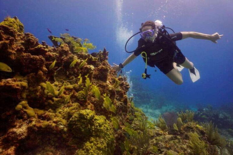 Cancun: MUSA Diving for certified divers morning dive trip - What to Expect During the Dives