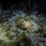 Cancun: Night Dive for Certified Divers - The Itinerary and What to Expect