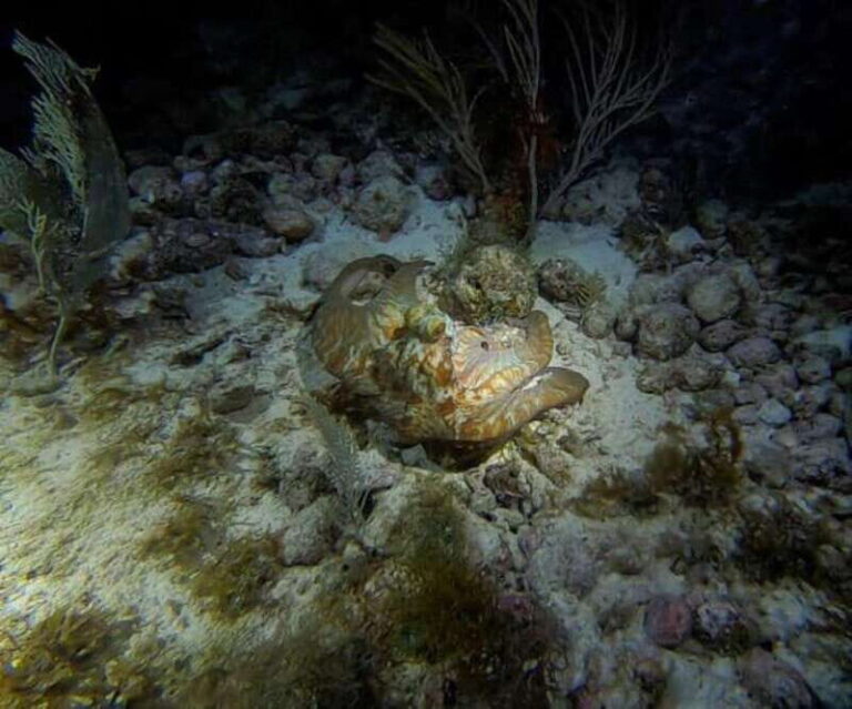 Cancun: Night Dive for Certified Divers - The Itinerary and What to Expect