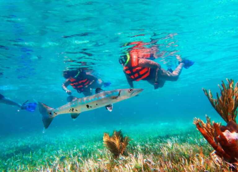 Cancún: Puerto Morelos Reef Snorkeling Tour & Seaside Lunch - What You’ll Love About This Tour