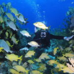 Cancun: Scuba Diving for Certified Divers, 3 options to dive - Who Would Love This Tour