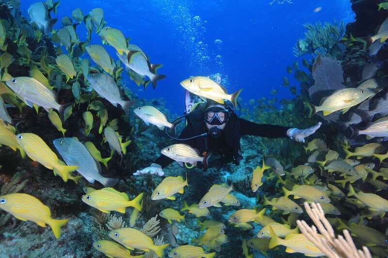 Cancun: Scuba Diving for Certified Divers, 3 options to dive - Who Would Love This Tour