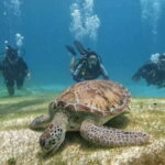 Cancun: Scuba Diving in Puerto Morelos for Beginners 2 Dives - What to Expect from This Puerto Morelos Dive Tour