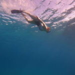 Cancun: Snorkel in MUSA Undewater Museum and Reef - Meeting Point and Timing