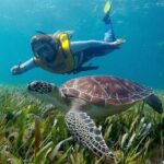 Cancun Snorkeling Adventure: Turtles, Reefs & Underwater Wonders - The Sum Up
