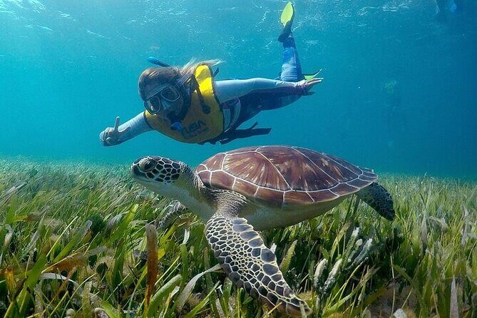 Cancun Snorkeling Adventure: Turtles, Reefs & Underwater Wonders - The Sum Up