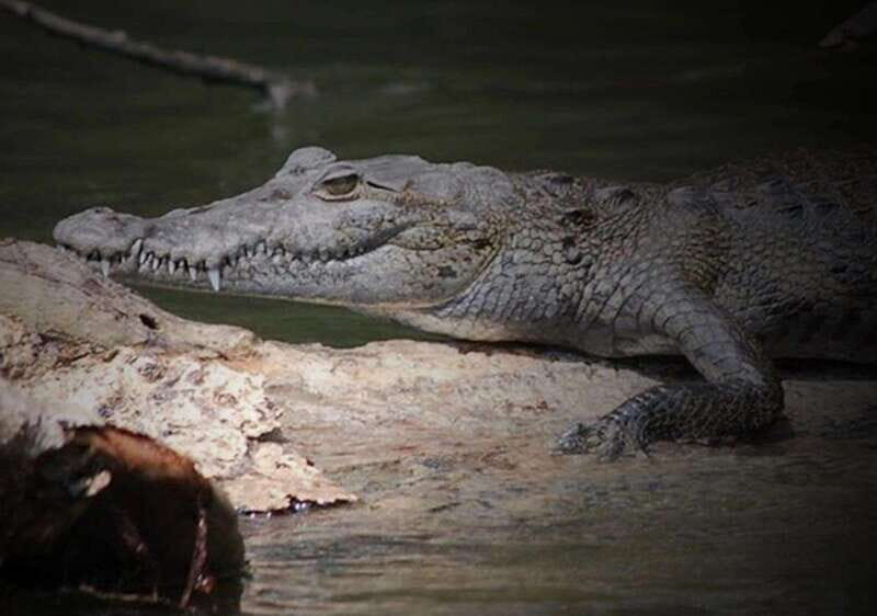 Cancun: Speedboat Adventure & Crocodile Sighting - The Experience in Detail