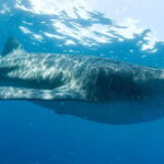Cancún: Swim with Whale Sharks - Snorkeling with Whale Sharks — The Heart of the Experience