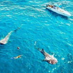 Cancun: Swim with Whale Sharks - Snorkeling with Whale Sharks: The Main Event