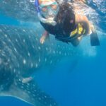 Cancún: Swim with Whale Sharks & Playa Norte Beach - The Experience: Detailed Breakdown