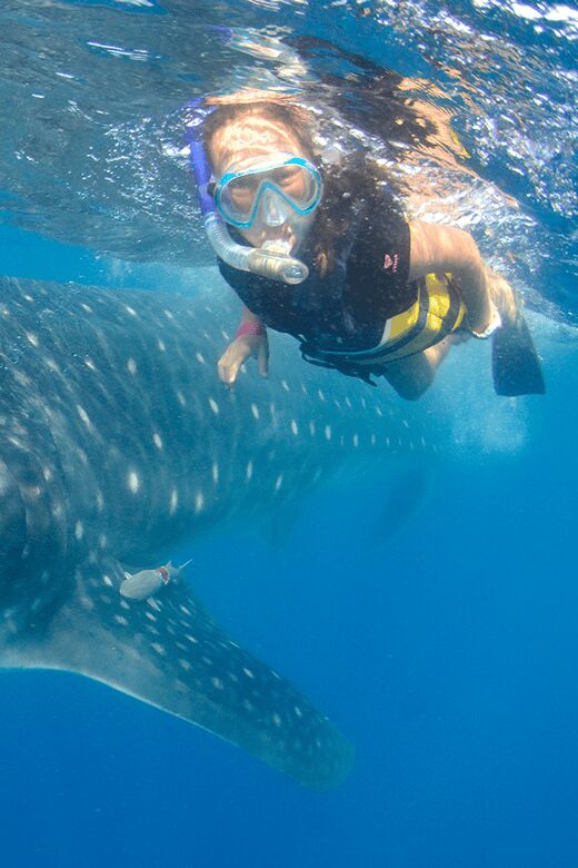 Cancún: Swim with Whale Sharks & Playa Norte Beach - The Experience: Detailed Breakdown