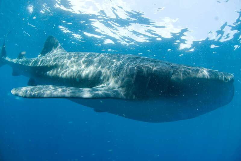 Cancún: Swim with Whale Sharks - Snorkeling with Whale Sharks — The Heart of the Experience