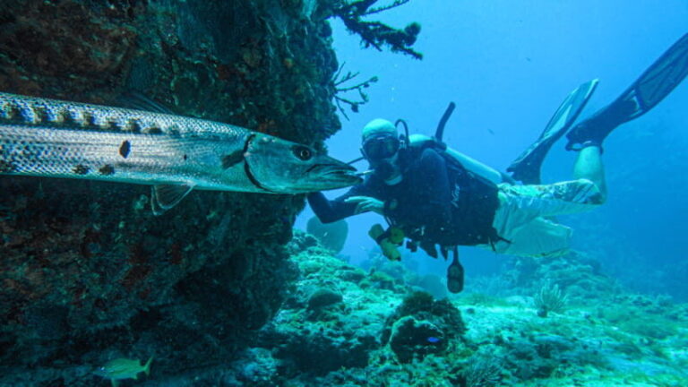 Cancún: Wreck and Reef for Certified Scuba Divers - What’s Included and What’s Not