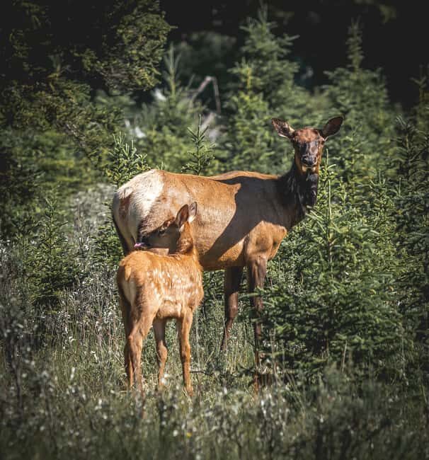 Canmore: 1.5 Hour Scenic Raft Tours in the Rockies - FAQ
