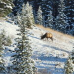 Canmore/Banff: Explore Banff & Wildlife - Is the Price Justified?
