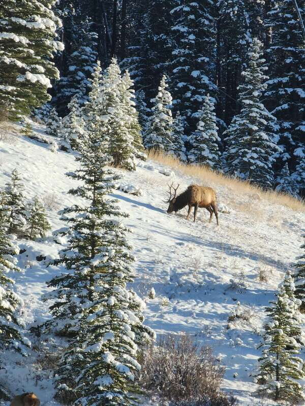 Canmore/Banff: Explore Banff & Wildlife - Is the Price Justified?