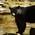 Canmore: PRIVATE SAFARI Drive to BANFF Park & Nature Walk - What’s Included and What’s Not