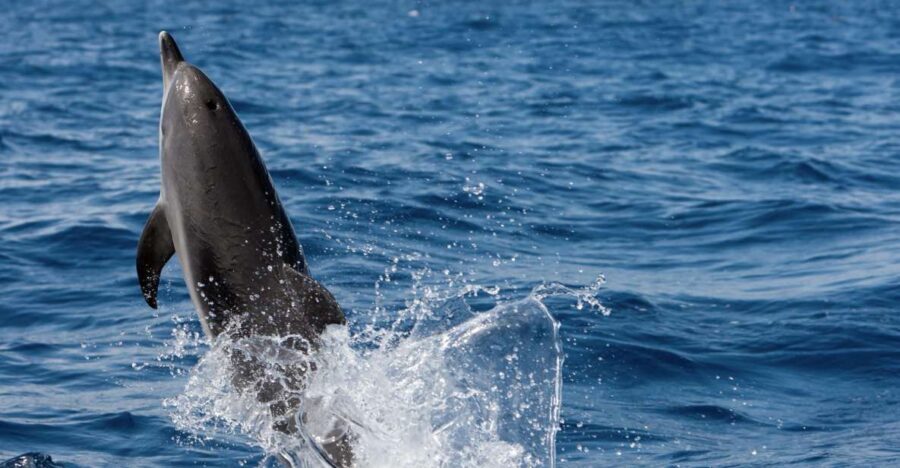 Cape May: 2-Hour Dolphin Watching Cruise - The Price and Value