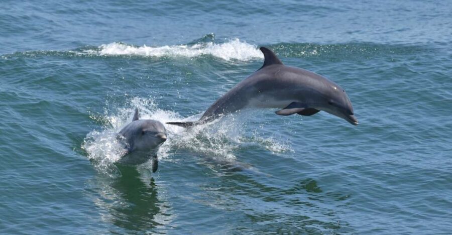 Cape May: Dolphin and Bird Watching Cruise - Practical Details