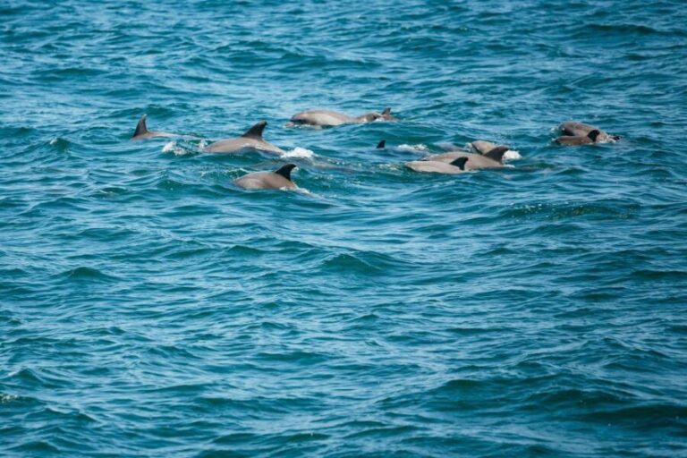 Cape May: Jersey Shore Whale and Dolphin Watching Cruise - The Route and Its Highlights