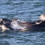 Cape May: Sunset Dolphin Cruise with Optional Wine Tastings - The Wine Tasting Experience: A Taste of Local Delights