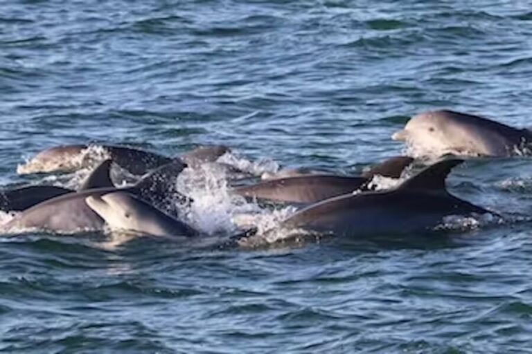 Cape May: Sunset Dolphin Cruise with Optional Wine Tastings - The Wine Tasting Experience: A Taste of Local Delights