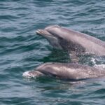 Cape May: Sunset Dolphin Watching Cruise with Food - Who Is This Tour Best For?