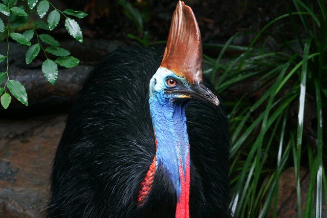 Cape Tribulation & Daintree Wilderness (TCT) - The Food and Comforts