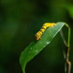 Cape Tribulation Day Tour - FAQ