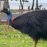 Cassowary Coast Goondoi Culture Tour - Transport, Timing, and Practical Details