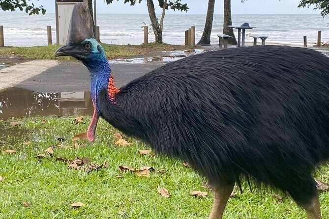 Cassowary Coast Goondoi Culture Tour - Transport, Timing, and Practical Details