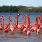 Celestun Beach and Mangrove Boat Ride from Merida - The Experience: What Travelers Say