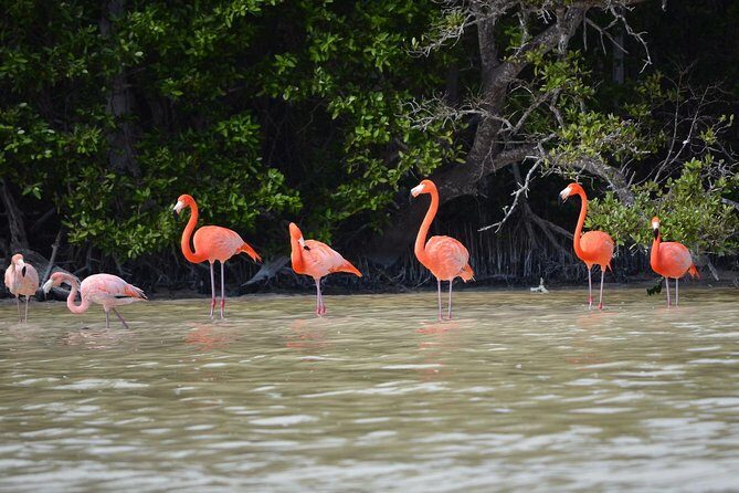 Celestun Biosphere Reserve Tour from Merida - Who Will Love This Tour?