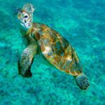 Cenote Turtle and Beach Club Full Day Tour - The Real Deal from Travelers’ Perspectives