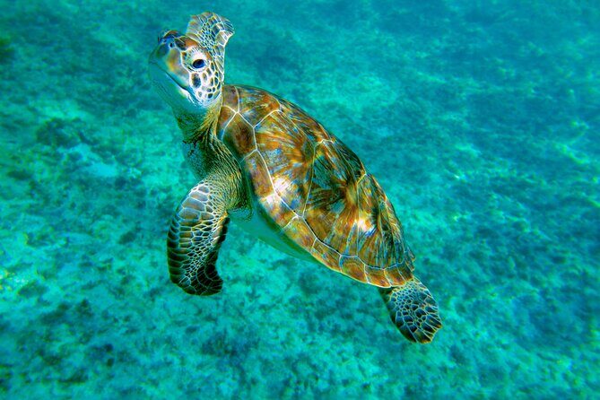 Cenote Turtle and Beach Club Full Day Tour - The Real Deal from Travelers’ Perspectives