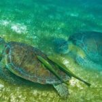 Cenote & Turtles Swim Tour! Reef Adventure from Playa del Carmen - FAQ