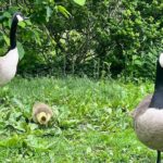 Central Park Guided Walking Tour with Iconic Sights and History - FAQ: Your Questions About the Central Park Guided Walking Tour