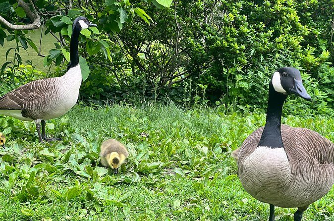 Central Park Guided Walking Tour with Iconic Sights and History - FAQ: Your Questions About the Central Park Guided Walking Tour