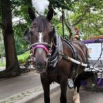 Central Park Horse Carriage Ride - Who Will Love This Tour?