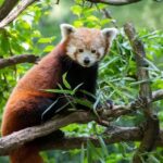 Central Park Zoo Entry Ticket - Temperate Territory: Moderate Climate, Fascinating Creatures