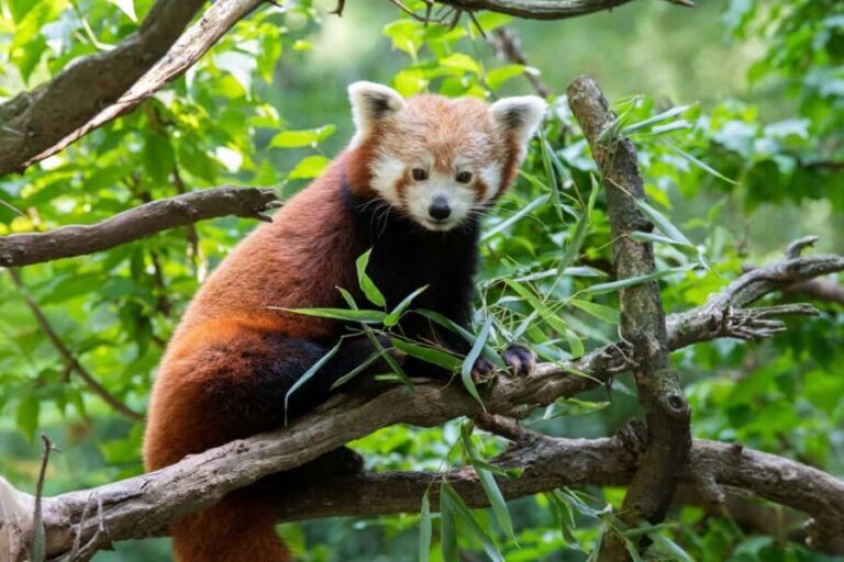 Central Park Zoo Entry Ticket - Temperate Territory: Moderate Climate, Fascinating Creatures