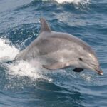 Charleston/Folly Beach Stand up Paddleboard Tour - Real Traveler Feedback