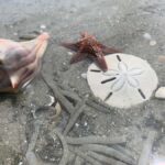 Charleston: Private Shark-tooth hunt and Lighthouse Viewing - What the Reviews Say